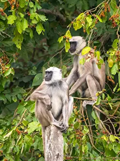 Primate Wildlife Photos Drucke: Terai Grey Langur, Semnopithecus hector