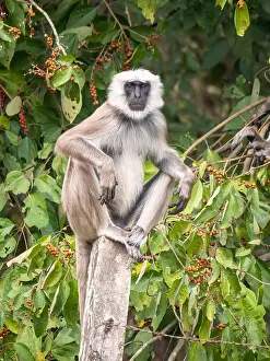 Primate Photography Drucke: Terai Grey Langur, Semnopithecus hector