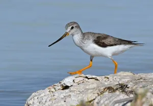 Madagascar Bird Species Drucke: Terek Sandpiper