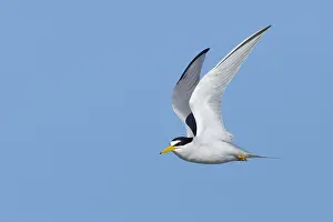 Coastal Wildlife Photos Drucke: Least Tern, Sternula antillarum