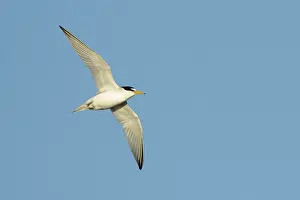 Blue Sky Nature Photos Drucke: Least Tern, Sternula antillarum