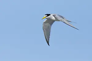 North America Birds In Flight Drucke: Least Tern, Sternula antillarum