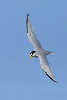 United States Nature Photography Drucke: Least Tern, Sternula antillarum