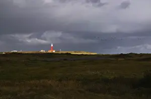 Lighthouse On Texel Island Drucke: Texel, Texel