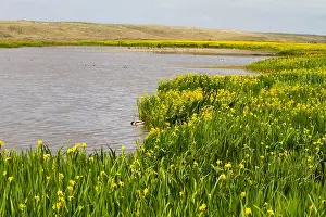 Texel Landscape Drucke: Texel, Texel