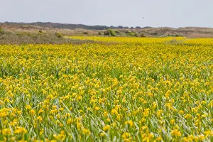 Gerahmter Druck : Texel, Texel Gerahmter Druck : Texel, Texel