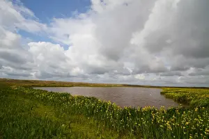 Texel Landscape Drucke: Texel, Texel