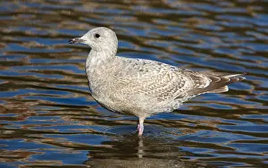 North American Fauna Drucke: Thayer's Gull, Larus thayeri