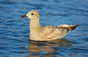 Februar Drucke: Thayers-Möwe Larus thayeri