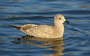 Coastal Wildlife Photos Drucke: Thayer's Gull, Larus thayeri