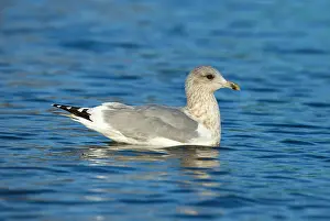 Winter Bird Species Drucke: Thayer's Gull, Larus thayeri