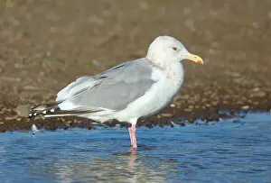 Februar Drucke: Thayers-Möwe, Larus thayeri