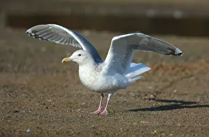 Februar Drucke: Thayers-Möwe, Larus thayeri