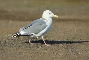 Februar Drucke: Thayers-Möwe, Larus thayeri