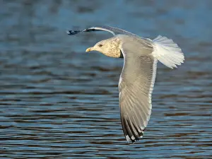 Bilder Datiert 4. Februar 2016: Thayers-Möwe, Larus thayeri