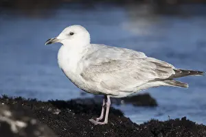 Gerahmter Druck : Thayers-Möwe, Larus thayeri Gerahmter Druck : Thayers-Möwe, Larus thayeri