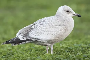 California Wildlife Photos Drucke: Thayer's Gull, Larus thayeri