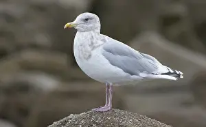 California Birds Drucke: Thayer's Gull, Larus thayeri