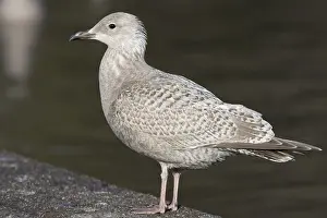 Bilder Datiert 18. Dezember 2007: Thayers-Möwe, Larus thayeri
