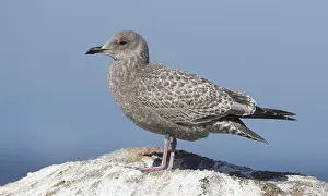Thayers-Möwe, Larus thayeri
