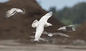 In Flight Photos Drucke: Thayer's Gull, Larus thayeri