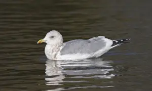 California Birds Drucke: Thayer's Gull, Larus thayeri