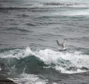 Atlantic Coast Wildlife Drucke: Thayer's Gull, Larus thayeri