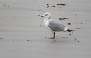 Coastal Nature Photography Drucke: Thayer's Gull, Larus thayeri