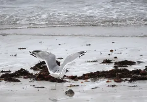 European Coastal Wildlife Drucke: Thayer's Gull, Larus thayeri