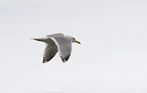 Nature Fauna Images Drucke: Thayer's Gull, Larus thayeri