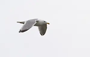 Bilder Datiert 21. Mai 2011: Thayers-Möwe, Larus thayeri