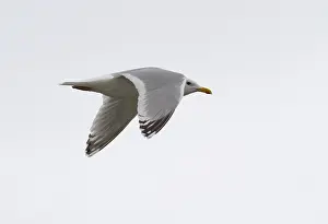Wild Animals In Flight Drucke: Thayer's Gull, Larus thayeri