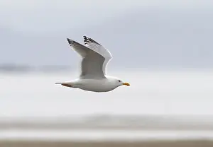 North America Nature Photos Drucke: Thayer's Gull, Larus thayeri