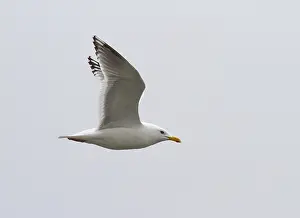 North America Nature Images Drucke: Thayer's Gull, Larus thayeri
