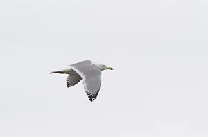 North America Nature Images Drucke: Thayer's Gull, Larus thayeri