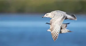 Gerahmter Druck : Thayers-Möwe, Larus thayeri Gerahmter Druck : Thayers-Möwe, Larus thayeri