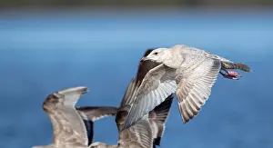 Wild Animal Pictures USA Drucke: Thayer's Gull, Larus thayeri