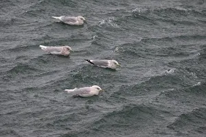 European Wildlife And Nature Drucke: Thayer's Gull, Larus thayeri