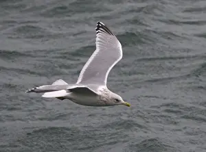 Seagulls In Europe Drucke: Thayer's Gull, Larus thayeri