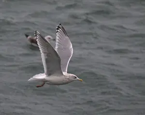 Ocean Wildlife Photography Drucke: Thayer's Gull, Larus thayeri
