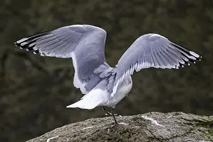 Spanish Nature Photography Drucke: Thayer's Gull, Larus thayeri