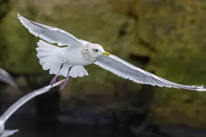 Spain Wildlife Photography Drucke: Thayer's Gull, Larus thayeri