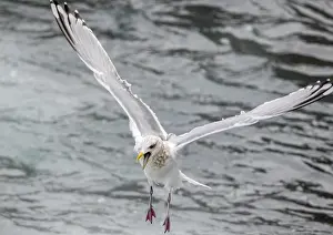 Spain Wildlife Photos Drucke: Thayer's Gull, Larus thayeri