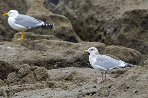 Atlantic Coast Wildlife Drucke: Thayer's Gull, Larus thayeri