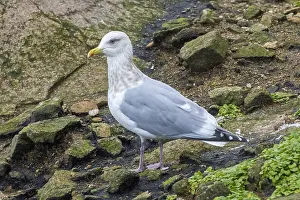 Rare Bird Species Europe Drucke: Thayer's Gull, Larus thayeri