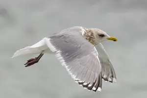 Gerahmter Druck : Thayers-Möwe, Larus thayeri Gerahmter Druck : Thayers-Möwe, Larus thayeri