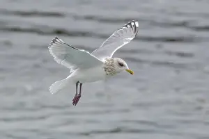 Gerahmter Druck : Thayers-Möwe, Larus thayeri Gerahmter Druck : Thayers-Möwe, Larus thayeri