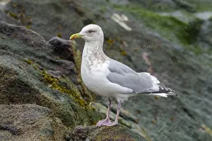 Atlantic Coast Spain Drucke: Thayer's Gull, Larus thayeri