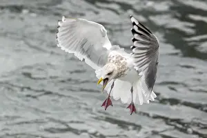 Gerahmter Druck : Thayers-Möwe, Larus thayeri Gerahmter Druck : Thayers-Möwe, Larus thayeri