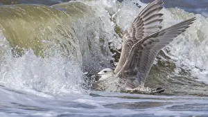Gerahmter Druck : Thayers-Möwe, Larus thayeri Gerahmter Druck : Thayers-Möwe, Larus thayeri